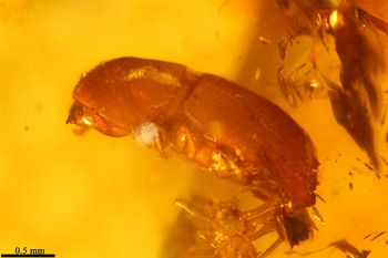 Media type: image;   Entomology PALE-26868